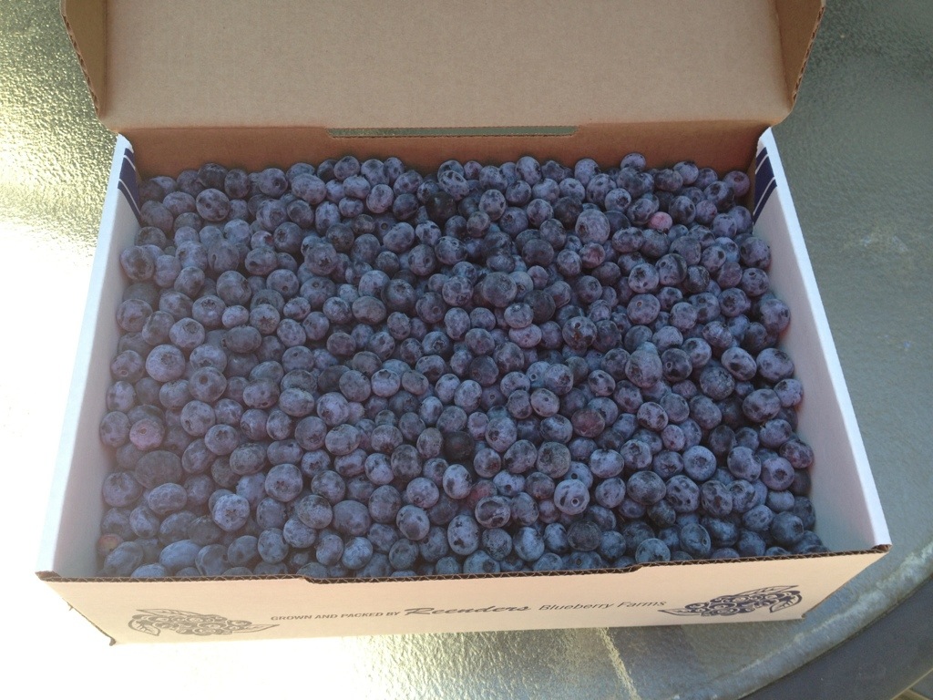 9 lbs of blueberries