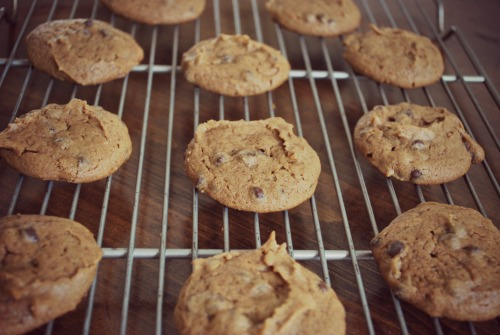paleo peanut butter chocolate chip cookies